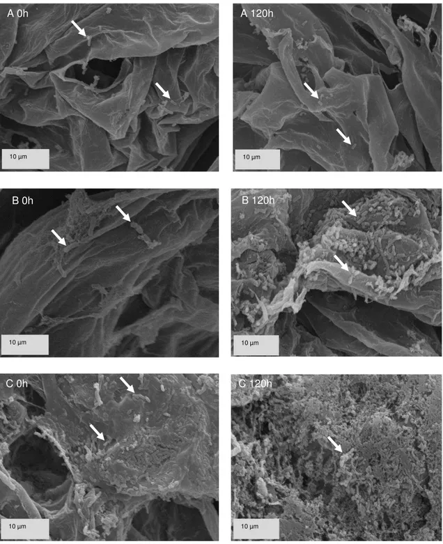 Figura  5  –  L.  rhamnosus  aderidos  à  superfície  das  frutas  abacaxi  (A),  banana (B), goiaba (C) logo após o processamento das saladas (tempo 0) e  após 120 horas de armazenamento