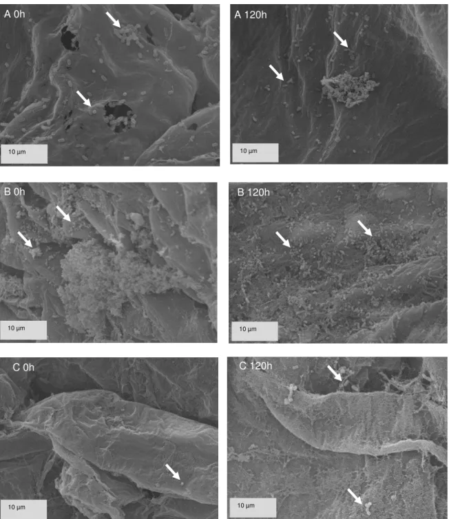 Figura  7  –  L.  acidophilus  aderidos  à  superfície  das  frutas  abacaxi  (A),  banana (B) e goiaba (C) logo após o processamento das saladas (tempo 0)  e após 120 horas de armazenamento