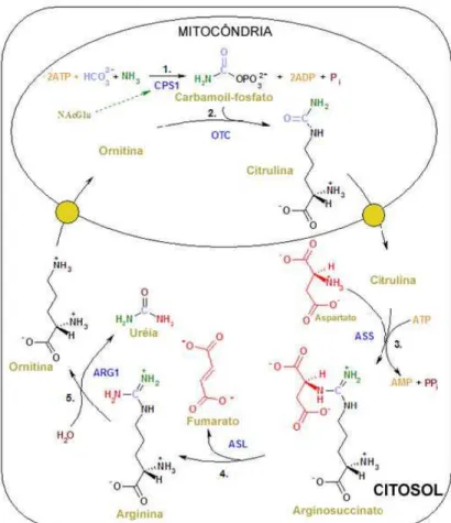 Figura 01: Metabolismo da Arginina. Produção da ureia a partir do esqueleto da 