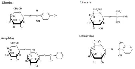 Figura 02: Exemplos de compostos cianoglicosídeos. Possuem uma porção 
