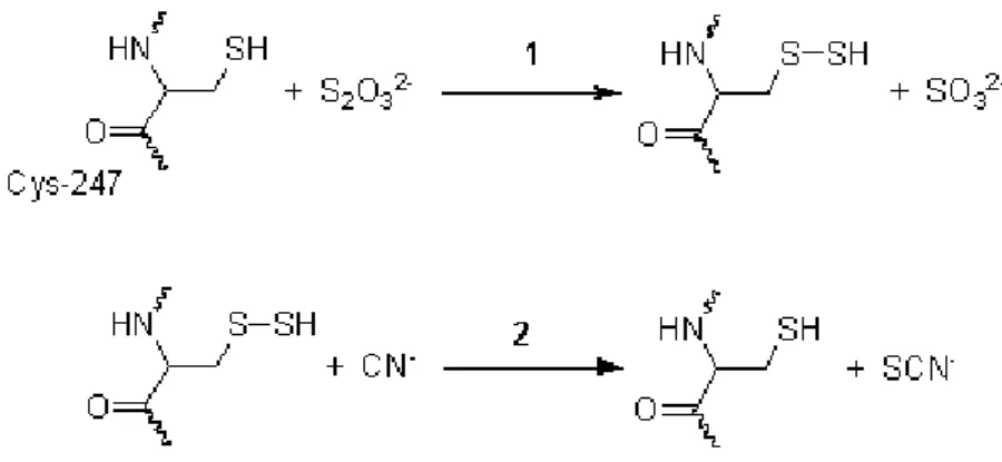 Figura 04: Reações promovidas pela enzima rodanase.   
