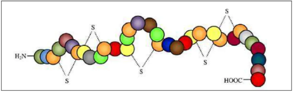 Figura 4 – Representação da estrutura química da molécula de nisina. Seus  34 aminoácidos estão representados pelas esferas