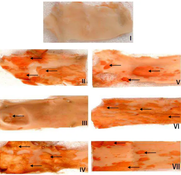 Figura  1:  Artérias  “en  face”  coradas  com  Sudan  IV.  As  setas  indicam  as  placas  de  gordura