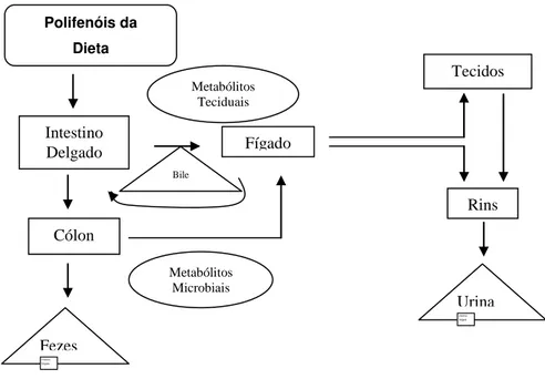 Figura 5: Rota metabólica dos polifenóis da dieta em humanos (Adaptado  de Scalbert  et al