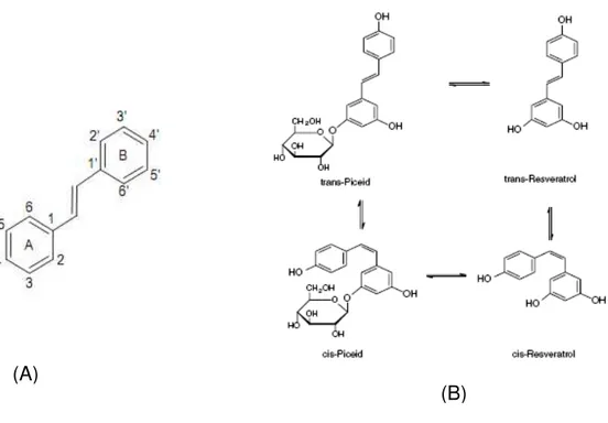 Figura  6:  Estrutura  geral  dos  estilbenos  (A)  e  resveratrol  e  seus  derivados  (B)  (Nikfardjam et al., 2005; Fraga  et al., 2010)