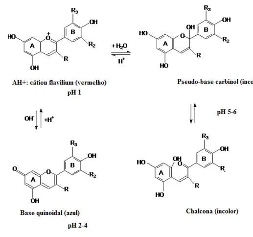 Figura 6 – Transformações estruturais das antocianinas com as mudanças de pH.  Adaptado: Constant (2003)