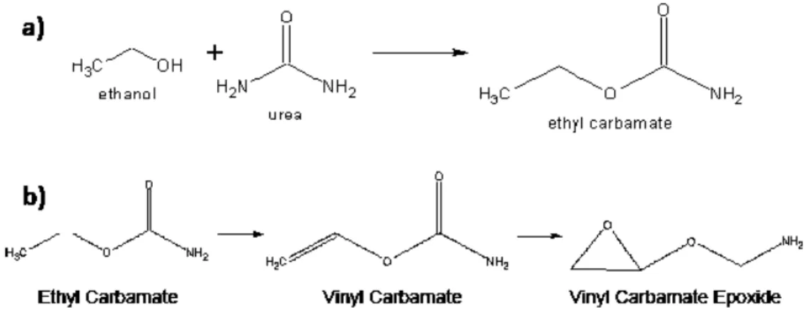 Figura 8- Reação de síntese e via de bioativação do carbamato de etila. a) A síntese do CE  nos resultados a partir da reação espontânea de etanol e uréia