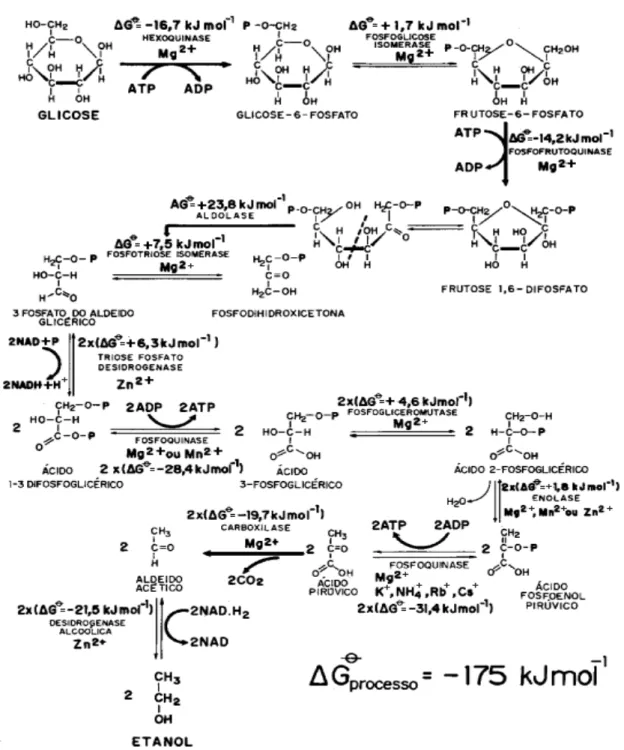 Figura 2- Seqüência de reações da fermentação alcoólica. 49 