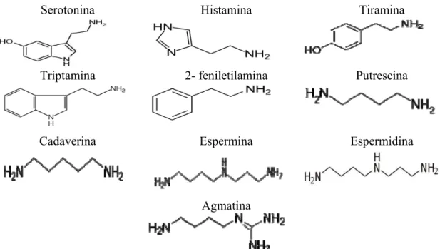 Figura 5 - Estrutura química de algumas aminas bioativas. 