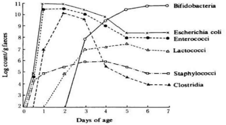 Figure  2:  Changes  in  the  intestinal  microbiota  in  babies  from  birth  to  7  days  (Mitsuoka, 1989)