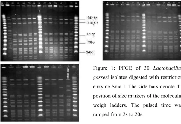 Figure  1:  PFGE  of  30  Lactobacillus  gasseri  isolates digested  with  restriction  enzyme Sma I