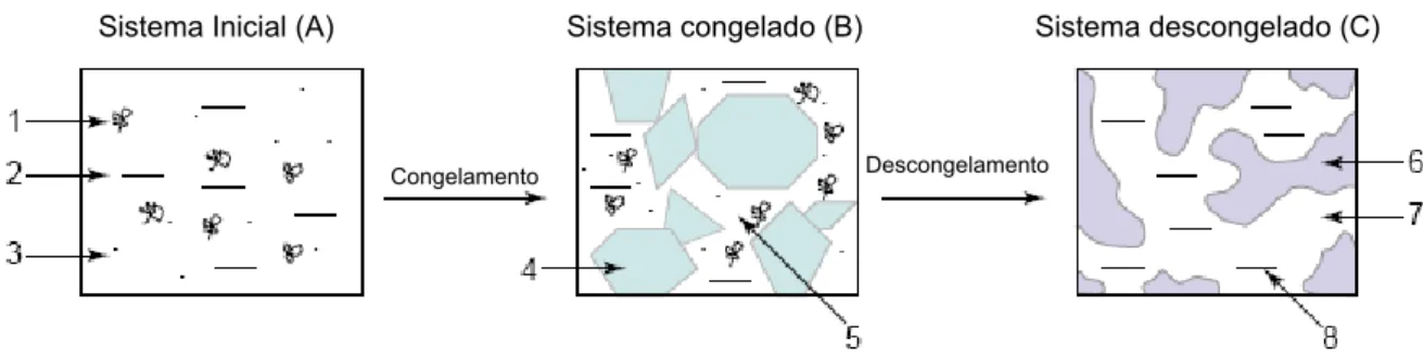 Figura 5 – Esquema principal para a formação dos criogéis poliméricos (Lozinsky,  2003): 1, precursor de alto peso molecular; 2, solvente; 3, precursor de  baixo peso molecular ou substâncias solúveis; 4, policristais do solvente  congelado; 5, microfase l