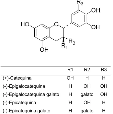 Figura 2.3 – Estrutura das catequinas. (Fonte: Adaptado de MATSUBARA e  RODRIGUEZ-AMAYA, 2006)