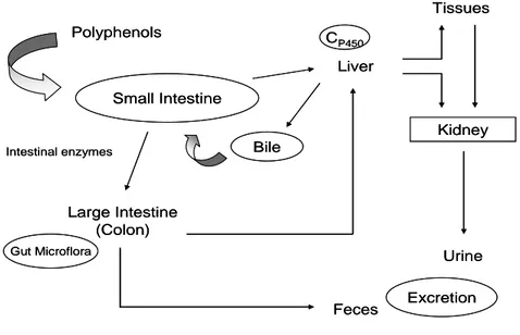 Figure 2. Routes of absorption and metabolism of dietary polyphenols in human body.  