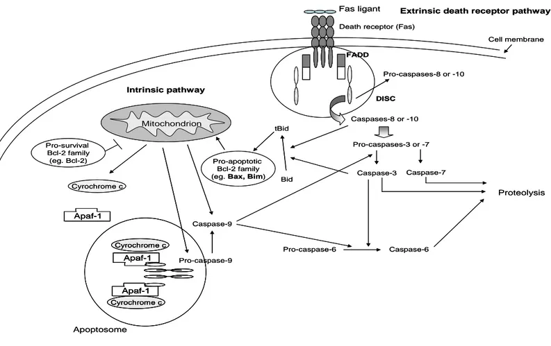 Figure 3. Pathways involved in apoptosis signaling: Fas-mediated extrinsic death receptor pathway and mitochondrial pathway;  (    ) 