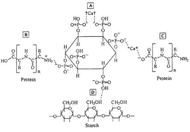 Figura 4-  Possíveis interações de ácido fítico com minerais, proteínas e amido  Fonte: Rickard e Thompson, 1997 