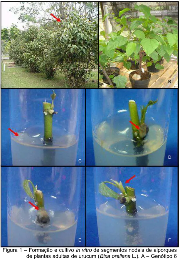 Figura 1 – Formação e cultivo  in vitro  de segmentos nodais de alporques  de plantas adultas de urucum ( Bixa orellana  L.)