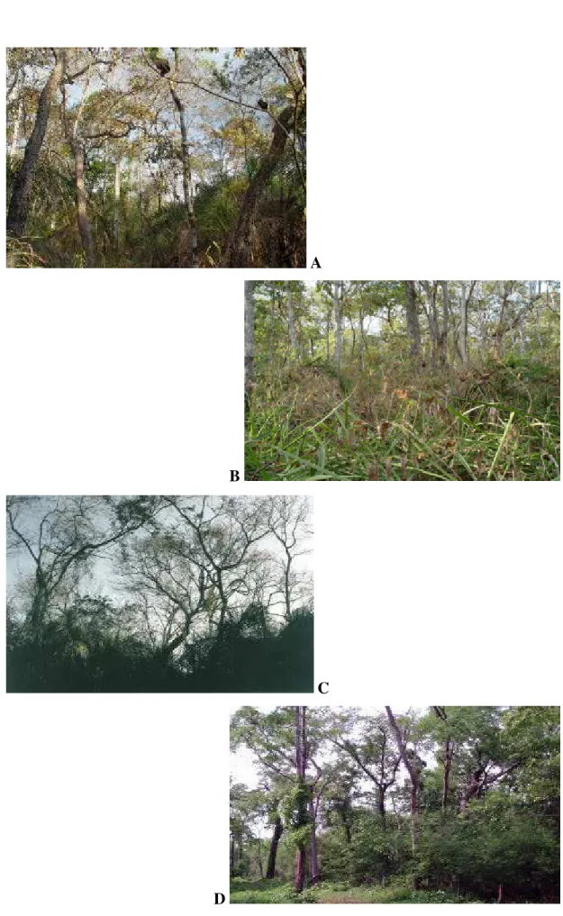 Figura 3  –  Vista geral das áreas de Floresta Estacional Decidual amostradas em  Barão de Melgaço, Pantanal de Mato Grosso