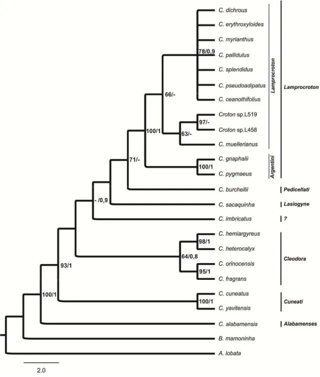 Figura  1.  Árvore  consenso  gerada  a  partir  da  análise  combinada  dos  dados  moleculares  (ITS  e  trnL-F) 