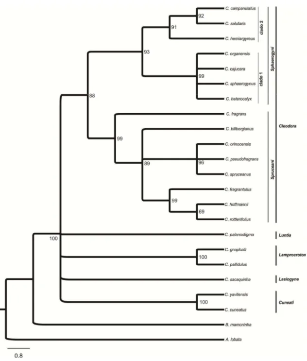Figura 1. Árvore consenso gerada a partir da análise combinada dos dados moleculares, morfológicos e 