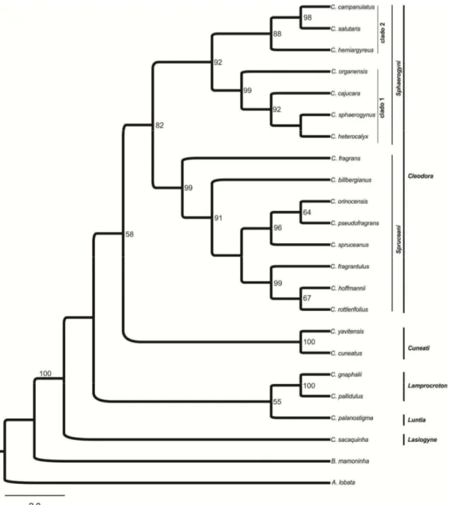 Figura  2.  Melhor  árvore  escolhida  a  partir  da  análise  combinada  dos  dados  moleculares  e  anatômicos 