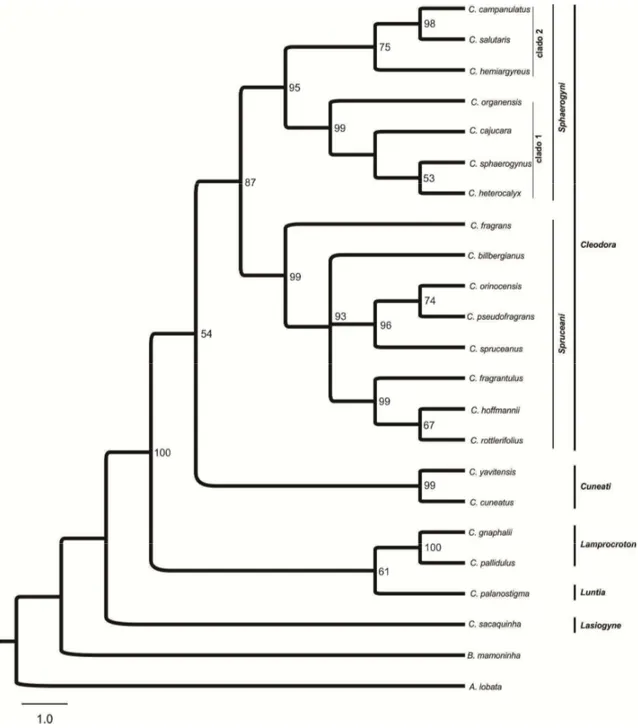 Figura 3. Árvore consenso gerada a partir dos dados moleculares (Matriz C) em Máxima Parcimônia