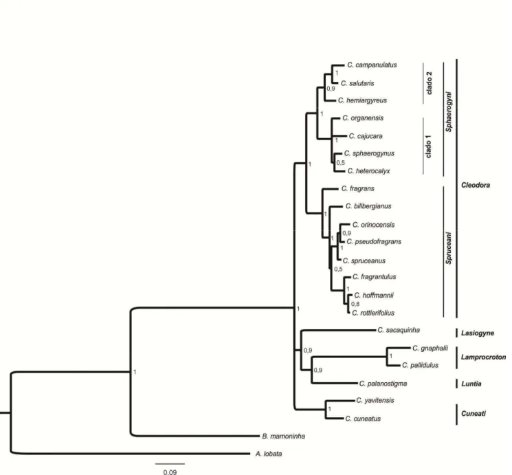 Figura 4. Árvore consenso gerada a partir da análise combinada dos dados moleculares, morfológicos e 