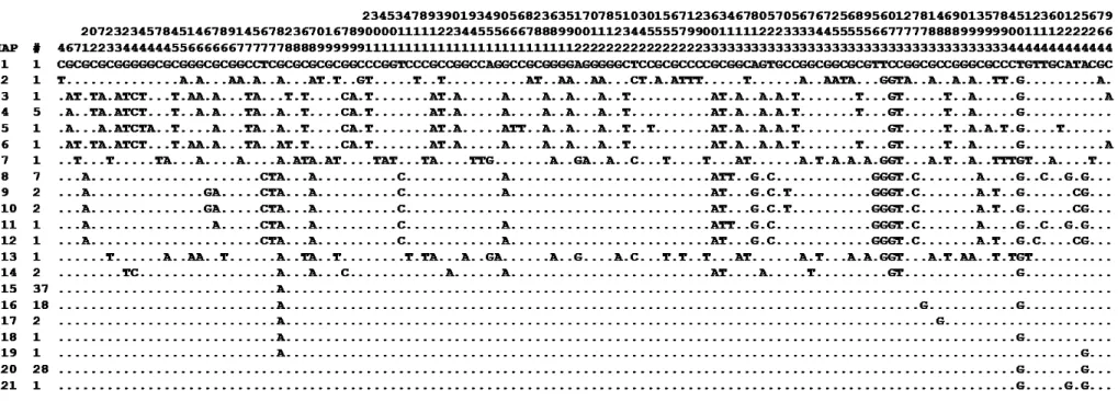 Figura 6. Alinhamento dos sítios polimórficos da região de ITS do genoma nuclear que definem os 21 haplótipos em  Anadenanthera Speg