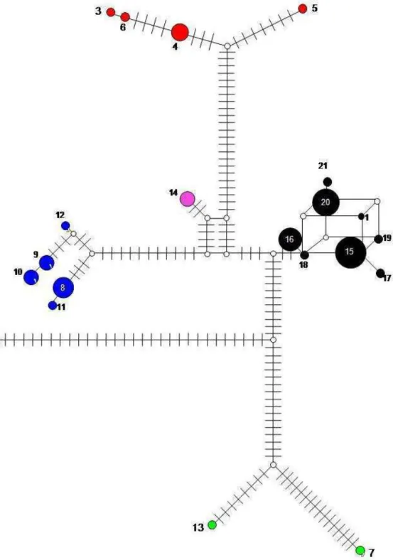 Figura  7.  Rede  de  haplótipos  Median-joining  mostrando  as  relações  entre  as 