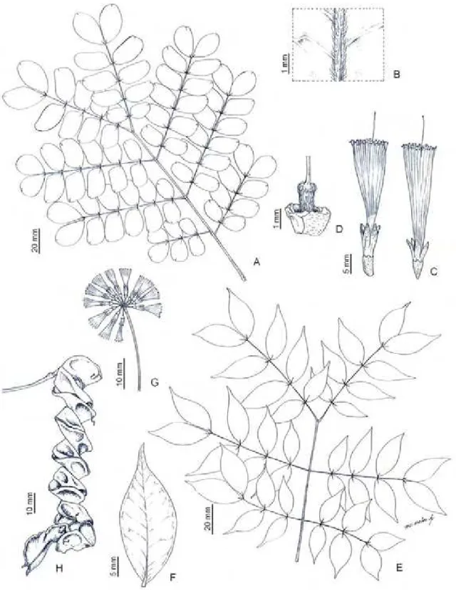 Figura 4.  Abarema brachystachya: A, folha; B, indumento da nervura principal na  face abaxial; C, flores dimórficas; D, indumento do ovário (Mota &amp; Viana  521)