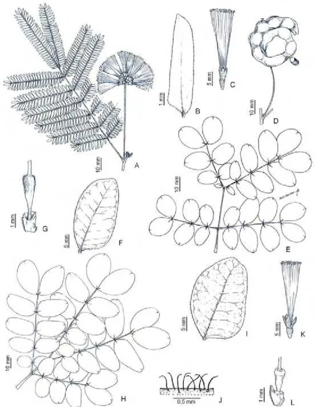Figura 5. Abarema langsdorfii: A, ramo com folha e inflorescência; B, foliólulo; C,  flor (Silva 2524); D, fruto (Fernandes 1165)