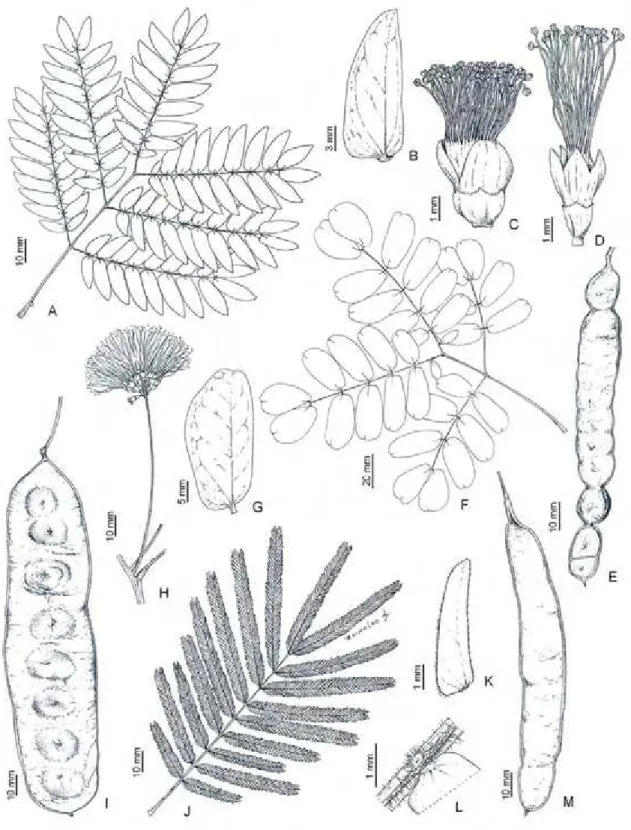 Figura 6.  Albizia inundata:  A, folha; B, foliólulo; C, flor central; D, flor lateral  (Tameirão-Neto 911); E, fruto (Fernandes 1206)