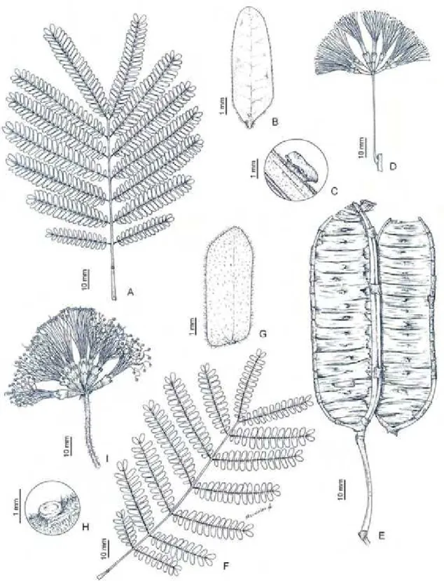Figura 7.  Albizia pedicellaris: A, folha; B, foliólulo; C, nectário extrafloral; D,  inflorescência; E, fruto (Waldomiro 422)
