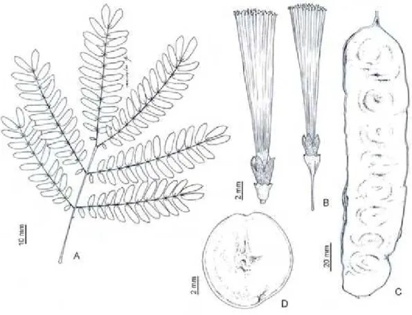 Figura 8. Blanchetiodendron blanchetii: A, folha; B, flores dimórficas; C, fruto; D,  semente (Fernandes 1106)
