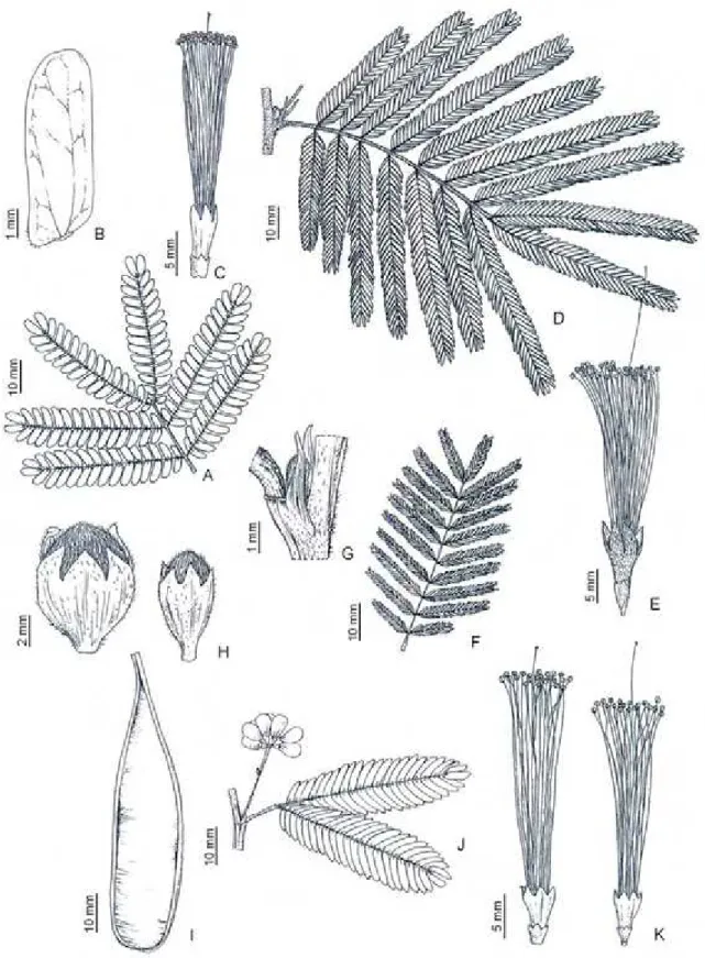 Figura 9. Calliandra asplenioides: A, folha; B, foliólulo; C, flor (Neto 3310).  Calliandra bella: D, folha; E, flor (Silva 4717)