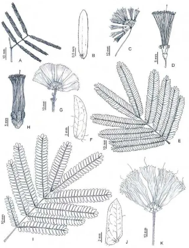 Figura 10. Calliandra concinna: A, folha; B, foliólulo; C, inflorescência, D, flor  (Vasconcelos sn., BHCB 40201)