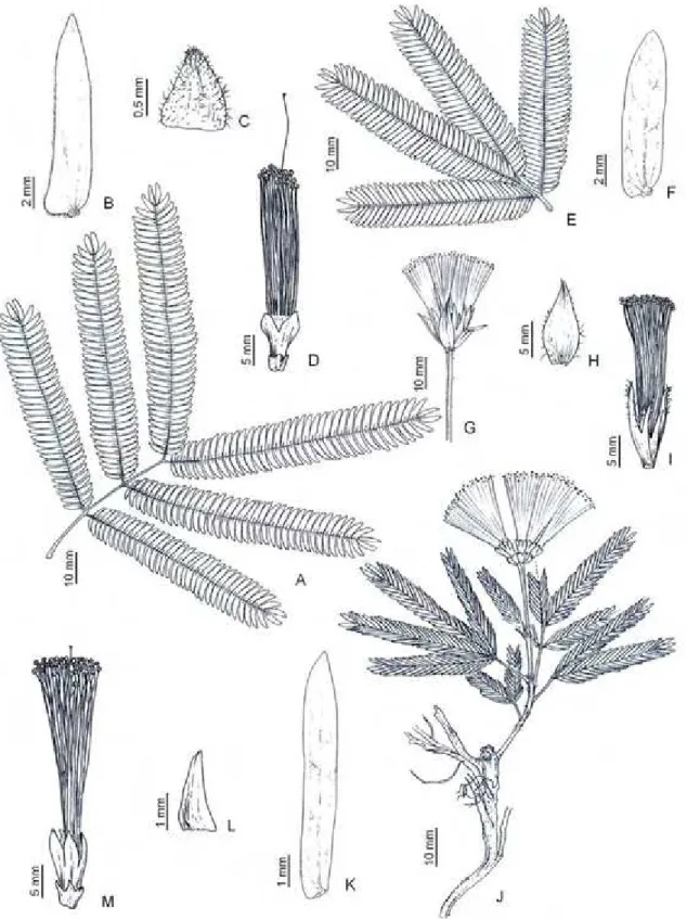 Figura 11. Calliandra fasciculata var. fasciculata: A, folha; B, foliólulo; C, bráctea;  D, flor (Francino et al