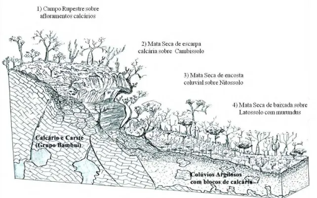Figura  1.  Diagrama  esquemático  representando  o  gradiente  pedológico-vegetacional  da  borda da Serra de Santana, Capitão Enéas, MG (Ilustração de Carlos E