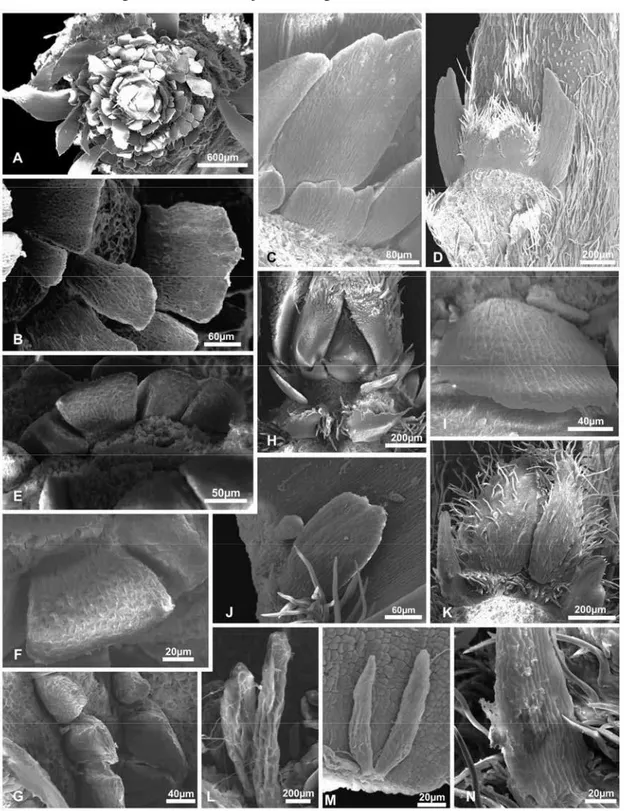 Figura  2.   Coléteres  nos  ápices  vegetativos  de  espécies  da  subfamília  Leptospermoideae  (Myrtaceae)  visualizados  sob  microscópio  eletrônico  de  varredura