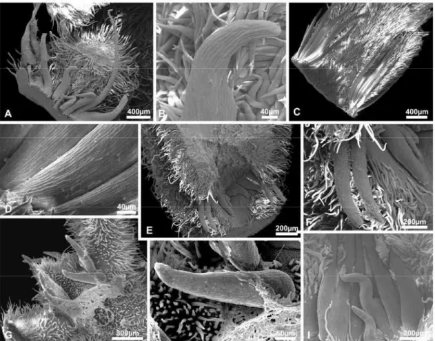Figura  5.   Coléteres  nos  ápices  vegetativos  de  espécies  da  subfamília  Myrtoideae  (Myrtaceae)  visualizados  sob microscópio eletrônico