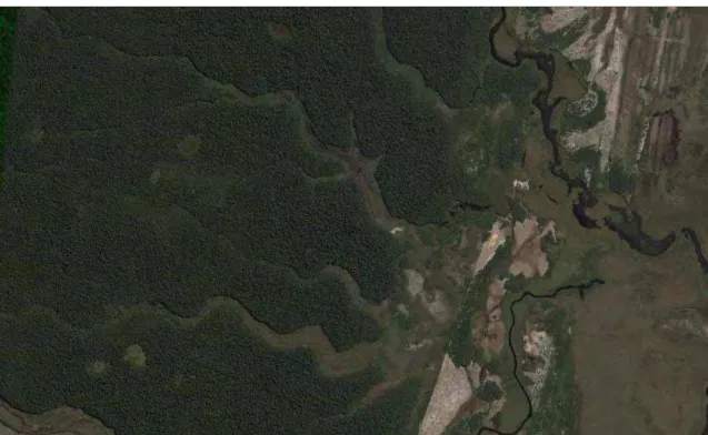 Figura  3  –  À  esquerda,  Muçunungas,  em  formato  circular,  encravadas  em  meio  à  Floresta  Ombrófila  Densa de Terras Baixas, Linhares, Espírito Santo