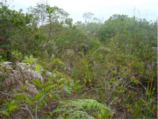 Figura  12  –  Fisionomia  Muçununga  Arborizada  Típica,  com  fanerófitos  em  evidência,  no  Município  de  Caravelas, Bahia