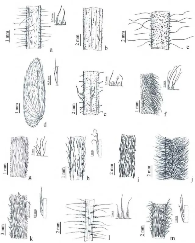 Figura 4.  Tipos de tricomas e indumento.  a. Hirsuto e hirsuto-glanduloso (M. 