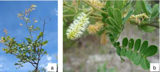 Figura 12. Mimosa pithecolobioides. a. Aspecto da planta. b. Inflorescência e folha. 