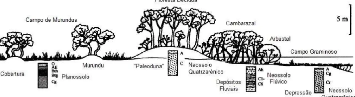 Figura 2. Esquema de distribuição das diferentes fitofisionomias e classes de solos no  Pantanal