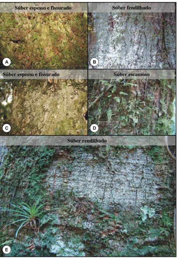 Figura 2. Morfologia externa do súber dos forófitos estudados na Trilha do Muriqui,  Parque Estadual da Serra do Brigadeiro, Araponga, MG