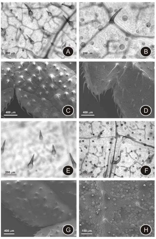 Figura 7 – Superfíices foliares de L. camara e L. radula vistos sob microscopia de luz e MEV