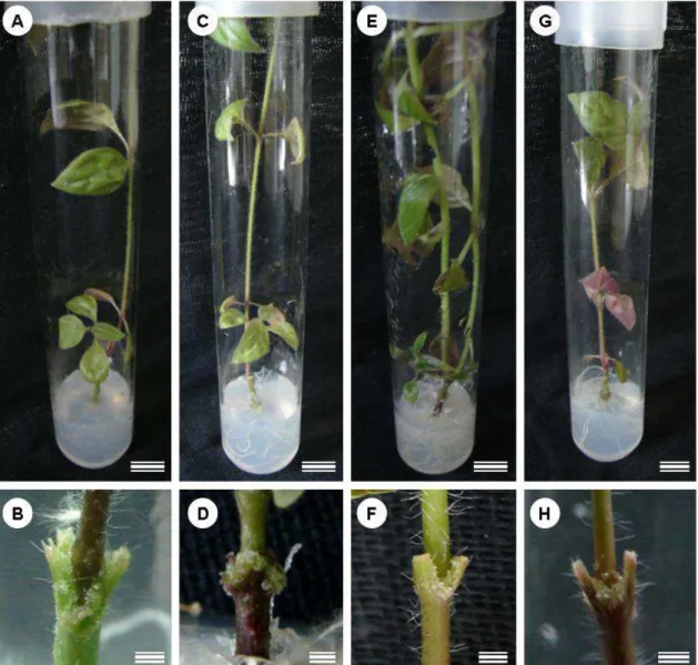 Figura 1. Plantas de P. glomerata enxertadas in vitro após 30 dias de cultivo. A e B. hipobioto 