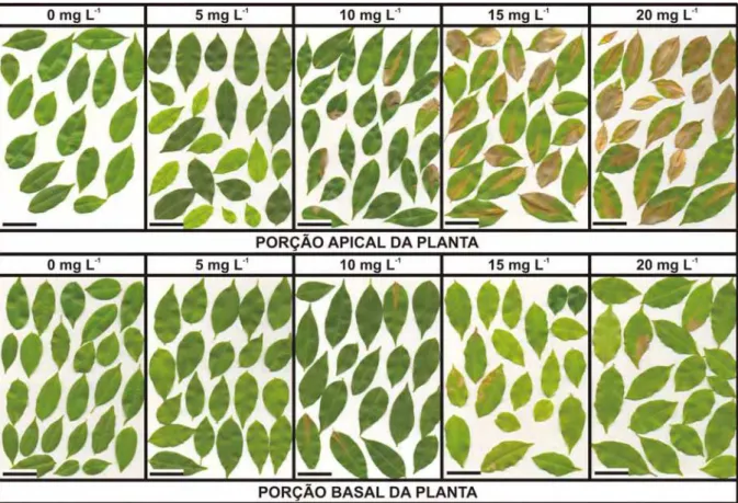 Figura 13. Sintomas observados em folíolos das porções apical e basal de plantas de Spondias  dulcis Forst F