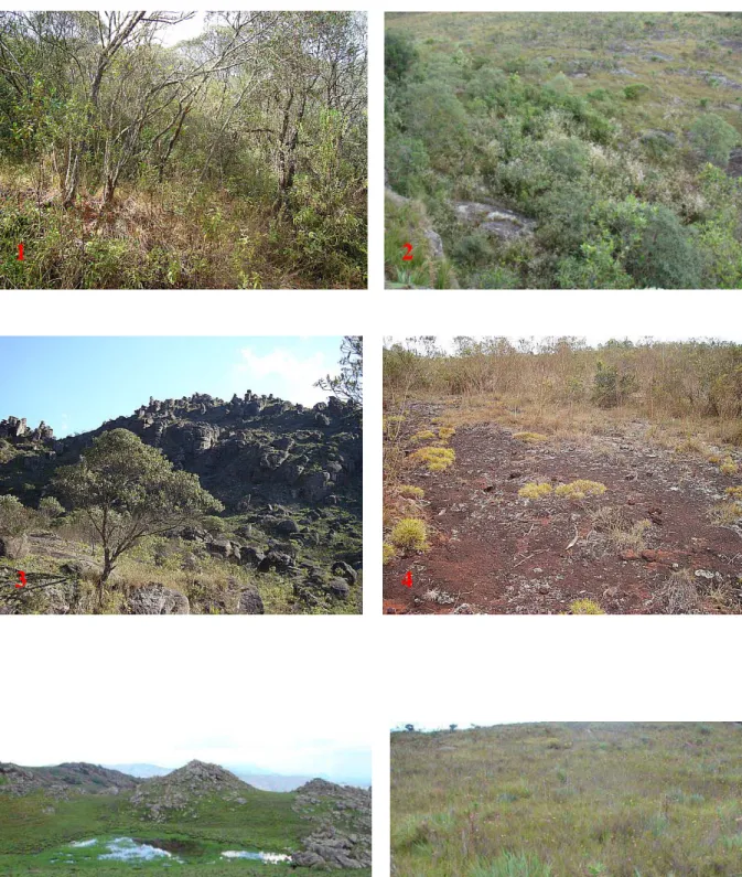 Figura 3. Fitofisionomias dos campos rupestres do Parque Estadual do Itacolomi:1. Capão de  mata de encosta seca; 2